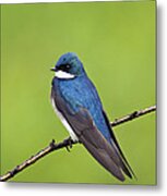 Tree Swallow Ii - D009009 Metal Print