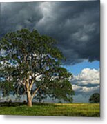 Tree With Storm Clouds Metal Print