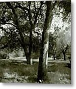 Trees And Clover Metal Print