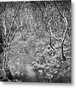 Trees And Path Asbyrgi Iceland Black And White Metal Print