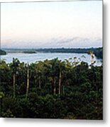 Trees In A Forest, Amazon Rainforest Metal Print