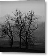 Trees On A Foggy Morning Metal Print