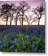 Trees On The Top Of Bluebonnet Hill - Wildflower Field In Lake Somerville Texas Metal Print