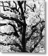 Treetop Metal Print