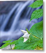 Trillium Metal Print