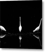 Trio Of Egret Metal Print