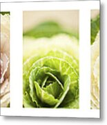 Triptych Of Ornamental Cabbages Metal Print