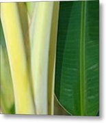 Tropical Banana Tree Metal Print