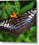 Tropical Butterfly Metal Print