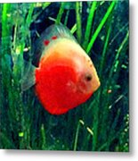 Tropical Discus Fish Metal Print