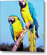 Tropical Parrots In San Francisco Metal Print