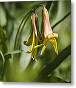 Trout Lily Flowers Metal Print