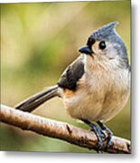 Tufted Titmouse Perched On A Branch Metal Print