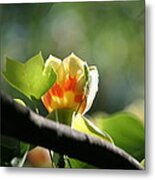 Tulip 3 Metal Print