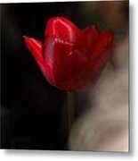 Tulip Metal Print