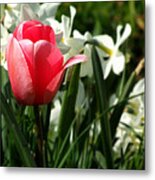 Tulip And Daffodils Metal Print