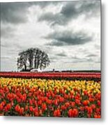 Tulip Farm And Tree Metal Print