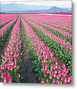 Tulip Fields, Skagit County, Washington Metal Print