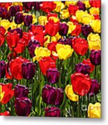 Tulip Fields Metal Print