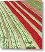 Tulip Harvesting, Provence, France Metal Print