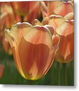 Tulip In Spring Metal Print