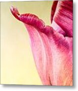 Tulip Petal Metal Print