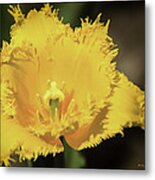 Tulip Time With The Fringe Metal Print