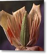 Tulip Tree Flower Metal Print