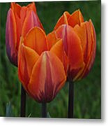 Tulip Trio Metal Print