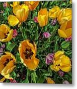 Tulips In Zoom Metal Print