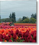 Tulips Metal Print