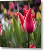 Tulips Metal Print