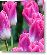 Tulips Metal Print