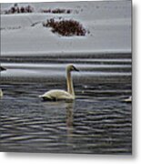 Tundra Swan Family In The Snow Metal Print