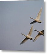 Tundra Swans In Flight Metal Print