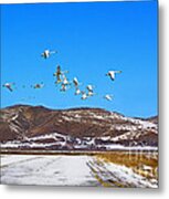 Tundra Swans Take Flight Metal Print