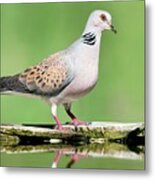 Turtle Dove Metal Print