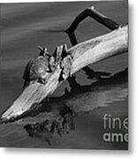 Turtle Sun Bw Metal Print