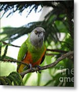 Tweet Tweet Metal Print