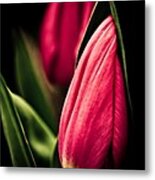 Twin Tulips Metal Print