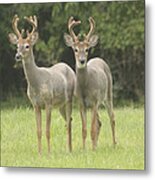 Twin Young Bucks Metal Print