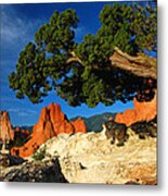 Twisted Juniper At The Garden Metal Print