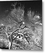 Twisted Tree Metal Print