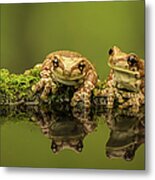 Two Amazon Milk Frogs Metal Print