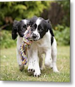 Two Black And White Puppies Working As A Team To Carry Rope Metal Print