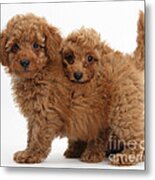 Two Cute Red Toy Poodle Puppies Metal Print