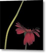 Two Daisies Tall Left Metal Print