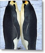 Two Emperor Penguins Face To Face Metal Print