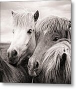 Two Icelandic Horses Sepia Photo Metal Print