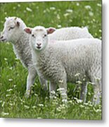 Two Lambs In Pasture Shetland Islands Metal Print